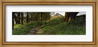 Framed Path Running Through A Forest, Newton Wood, Yorkshire, England, United Kingdom