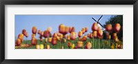 Framed Tulip Flowers With A Windmill In The Background, Holland, Michigan, USA