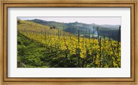 Framed Panoramic view of vineyards, Peidmont, Italy