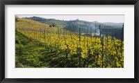 Framed Panoramic view of vineyards, Peidmont, Italy
