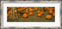 Framed Corn plants with pumpkins in a field, South Dakota, USA