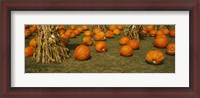 Framed Corn plants with pumpkins in a field, South Dakota, USA