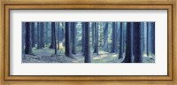 Framed Trees in a forest, South Bohemia, Czech Republic