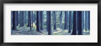 Framed Trees in a forest, South Bohemia, Czech Republic