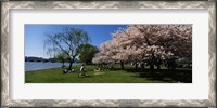 Framed Group of people in a garden, Cherry Blossom, Washington DC, USA