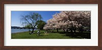 Framed Group of people in a garden, Cherry Blossom, Washington DC, USA