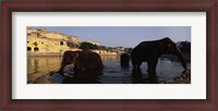 Framed Three elephants in the river, Amber Fort, Jaipur, Rajasthan, India