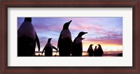 Framed Silhouette of a group of Gentoo penguins, Falkland Islands (Pygoscelis papua)