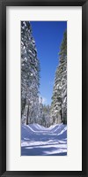 Framed Trees on both sides of a snow covered road, Crane Flat, Yosemite National Park, California (vertical)