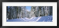 Framed Trees in a row on both sides of a snow covered road, Crane Flat, Yosemite National Park, California, USA