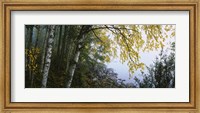 Framed Birch trees in a forest, Puumala, Finland