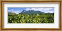 Framed Babylons Torren Wine Estates, Paarl, Western Cape, Cape Town, South Africa