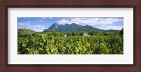 Framed Babylons Torren Wine Estates, Paarl, Western Cape, Cape Town, South Africa