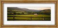 Framed Horse in a field, Enniskerry, County Wicklow, Republic Of Ireland
