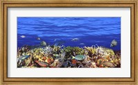 Framed Fish swimming near a Coral Reef