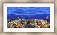 Framed Fish swimming near a Coral Reef