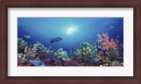 Framed School of fish swimming near a reef, Indo-Pacific Ocean