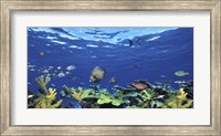 Framed School of fish swimming in the sea, Digital Composite