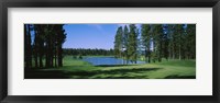 Framed Trees on a golf course, Edgewood Tahoe Golf Course, Stateline, Nevada, USA