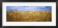 Framed Wheat crop growing in a field, Palouse Country, Washington State