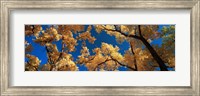 Framed Low angle view of cottonwood tree, Canyon De Chelly, Arizona, USA