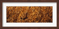 Framed Close-up of ripe soybeans, Minnesota, USA