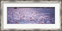 Framed Triathlon athletes swimming in water in a race, Ironman, Kailua Kona, Hawaii, USA