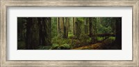 Framed Hoh Rainforest Trees, Olympic National Park