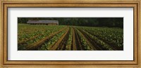 Framed Tobacco Field in North Carolina