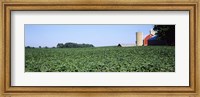 Framed Soybean Field and Barn in Kent County