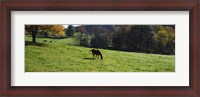 Framed Grazing Horses in Kent County