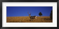 Framed Mule Deer in Field