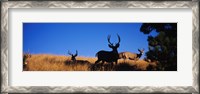 Framed Mule Deer