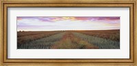 Framed Canola crop in a field, Edmonton, Alberta, Canada