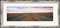 Framed Canola crop in a field, Edmonton, Alberta, Canada