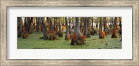 Framed Bald cypress trees (Taxodium disitchum) in a forest, Illinois, USA