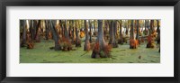 Framed Bald cypress trees (Taxodium disitchum) in a forest, Illinois, USA