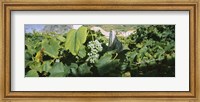 Framed Bunch of grapes in a vineyard, Sao Miguel, Ponta Delgada, Azores, Portugal