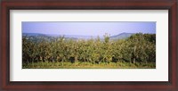 Framed Apple trees in an orchard, Weinsberg, Heilbronn, Stuttgart, Baden-Wurttemberg, Germany