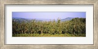 Framed Apple trees in an orchard, Weinsberg, Heilbronn, Stuttgart, Baden-Wurttemberg, Germany