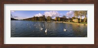 Framed Flock of swans swimming in a lake, Chateau de Versailles, Versailles, Yvelines, France