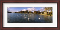 Framed Flock of swans swimming in a lake, Chateau de Versailles, Versailles, Yvelines, France