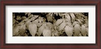 Framed Close-up of leaves, Oswald West State Park, Oregon, USA