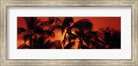 Framed Palm trees at dusk, Kalapaki Beach, Hawaii