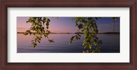 Framed Close-up of leaves of a birch tree, Joutseno, Southern Finland, South Karelia, Finland