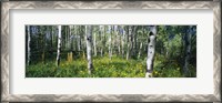 Framed Field of Rocky Mountain Aspens