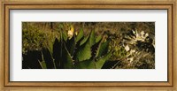Framed Close-up of an aloe vera plant, Baja California, Mexico