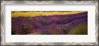Framed Lavender and Yellow Flower fields, Sequim, Washington, USA