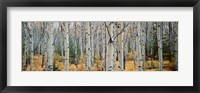 Framed Aspen trees in a forest, Alberta, Canada