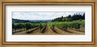 Framed Vineyard on a landscape, Adelsheim Vineyard, Newberg, Willamette Valley, Oregon, USA